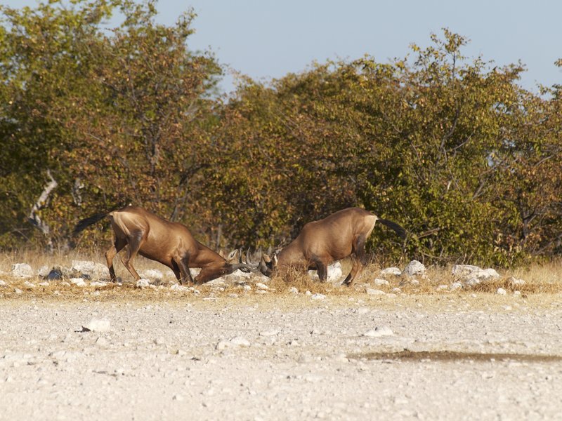 Etosha National Park, Red hartebeest